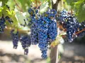 Reife, dunkle Trauben hängen an einem Rebstock. Diese Sorten sind ideal für die Herstellung von Rotwein.