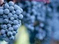 Reife Cabernet Sauvignon Trauben, die den vollen Geschmack des Weins versprechen.