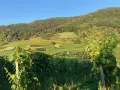 Sonnenbeschienene Weinberge in Pouilly-Fuissé, mit grünen Reben im Vordergrund und terrassierten Hängen, die sich den bewaldeten Hügel hinaufziehen.