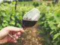 Ein Glas Rotwein in der Hand vor einer grünen Weinrebenlandschaft. Der Wein könnte von der Chablis Rebsorte stammen, die für ihre Frische bekannt ist.