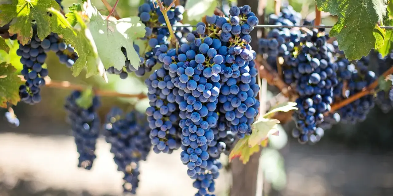 Reife, dunkle Trauben hängen an einem Rebstock. Diese Sorten sind ideal für die Herstellung von Rotwein.