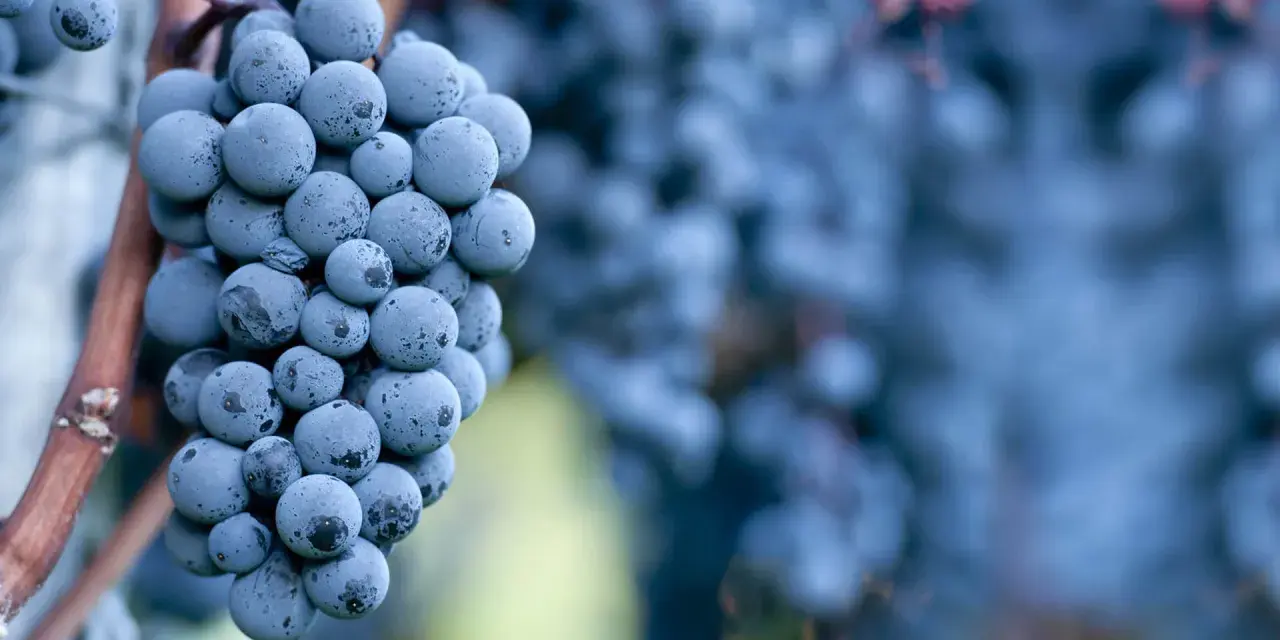 Reife Cabernet Sauvignon Trauben, die den vollen Geschmack des Weins versprechen.