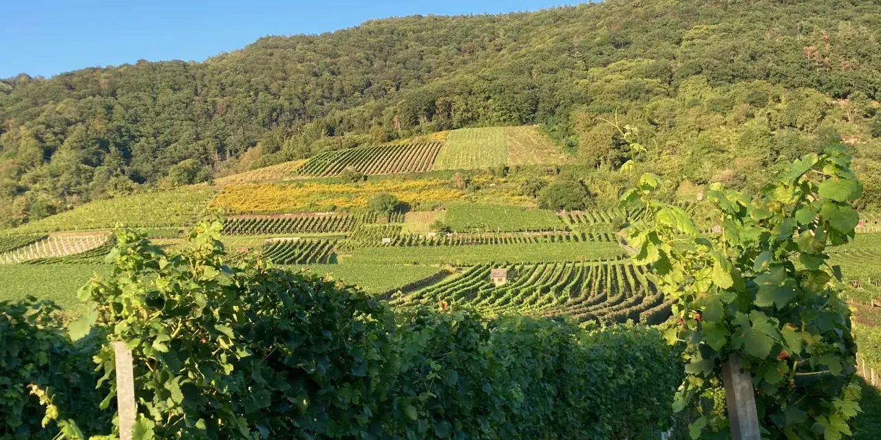 Sonnenbeschienene Weinberge in Pouilly-Fuissé, mit grünen Reben im Vordergrund und terrassierten Hängen, die sich den bewaldeten Hügel hinaufziehen.