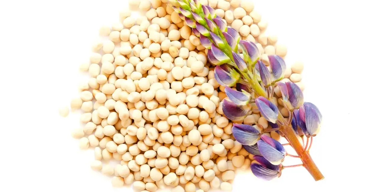 Ein Haufen heller Lupinenkerne mit einer blühenden Lupinenpflanze. Die Kerne sind reich an wertvollen Lupinen Inhaltsstoffen.