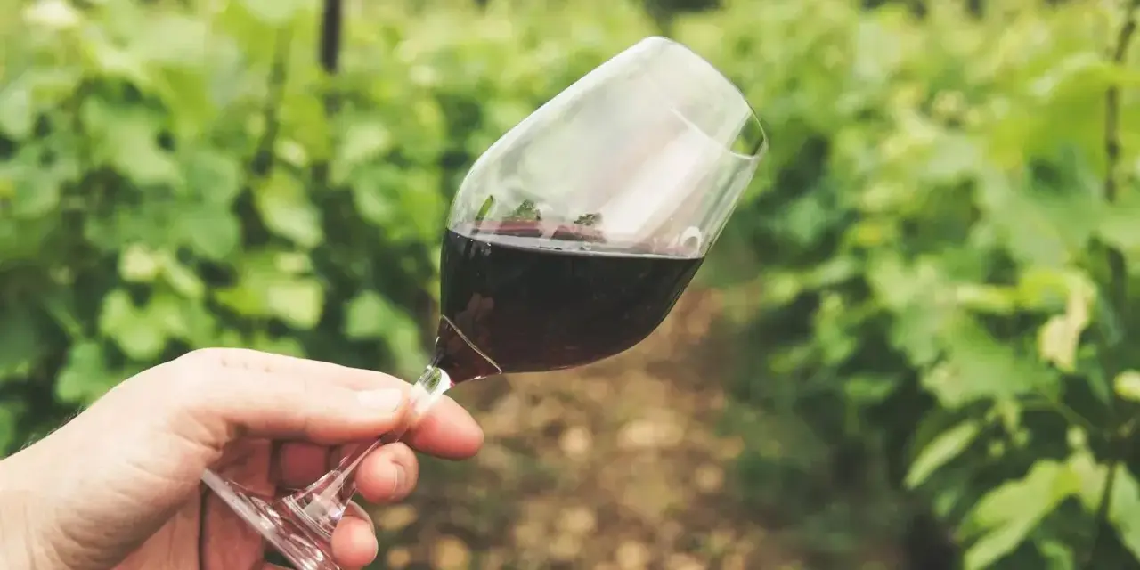 Ein Glas Rotwein in der Hand vor einer grünen Weinrebenlandschaft. Der Wein könnte von der Chablis Rebsorte stammen, die für ihre Frische bekannt ist.