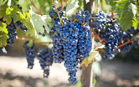 Reife, dunkle Trauben hängen an einem Rebstock. Diese Sorten sind ideal für die Herstellung von Rotwein.