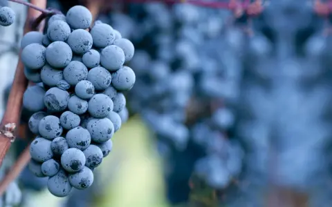 Reife Cabernet Sauvignon Trauben, die den vollen Geschmack des Weins versprechen.