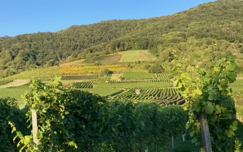 Sonnenbeschienene Weinberge in Pouilly-Fuissé, mit grünen Reben im Vordergrund und terrassierten Hängen, die sich den bewaldeten Hügel hinaufziehen.