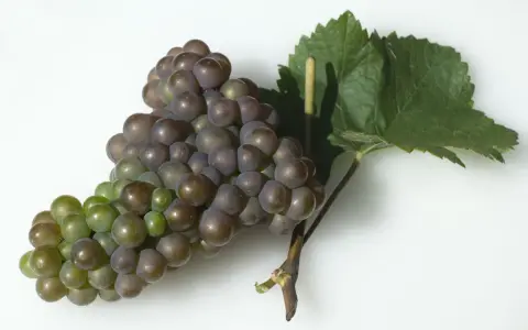 Ein Traubenbüschel der Rebsorte Franz, teils grün, teils violett, mit einem Blatt.