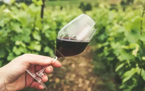 Ein Glas Rotwein in der Hand vor einer grünen Weinrebenlandschaft. Der Wein könnte von der Chablis Rebsorte stammen, die für ihre Frische bekannt ist.