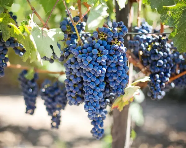Reife, dunkle Trauben hängen an einem Rebstock. Diese Sorten sind ideal für die Herstellung von Rotwein.