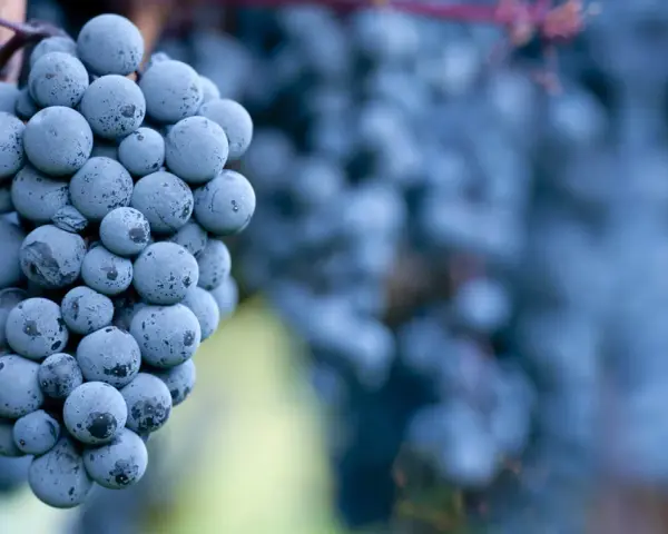 Reife Cabernet Sauvignon Trauben, die den vollen Geschmack des Weins versprechen.