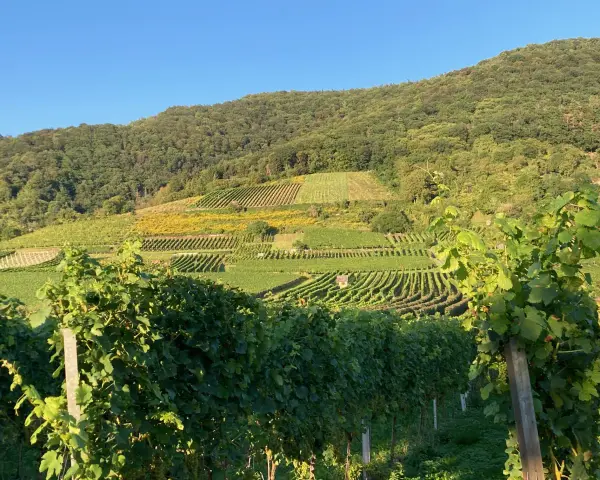 Sonnenbeschienene Weinberge in Pouilly-Fuissé, mit grünen Reben im Vordergrund und terrassierten Hängen, die sich den bewaldeten Hügel hinaufziehen.