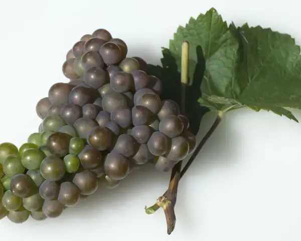 Ein Traubenbüschel der Rebsorte Franz, teils grün, teils violett, mit einem Blatt.