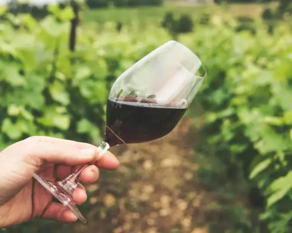 Ein Glas Rotwein in der Hand vor einer grünen Weinrebenlandschaft. Der Wein könnte von der Chablis Rebsorte stammen, die für ihre Frische bekannt ist.