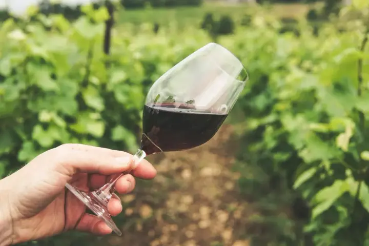Ein Glas Rotwein in der Hand vor einer grünen Weinrebenlandschaft. Der Wein könnte von der Chablis Rebsorte stammen, die für ihre Frische bekannt ist.