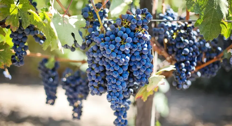 Reife, dunkle Trauben hängen an einem Rebstock. Diese Sorten sind ideal für die Herstellung von Rotwein.