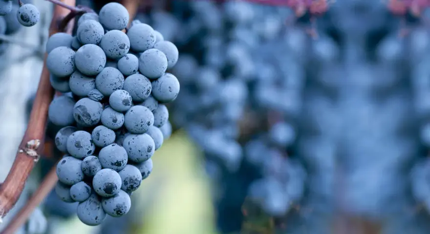 Reife Cabernet Sauvignon Trauben, die den vollen Geschmack des Weins versprechen.
