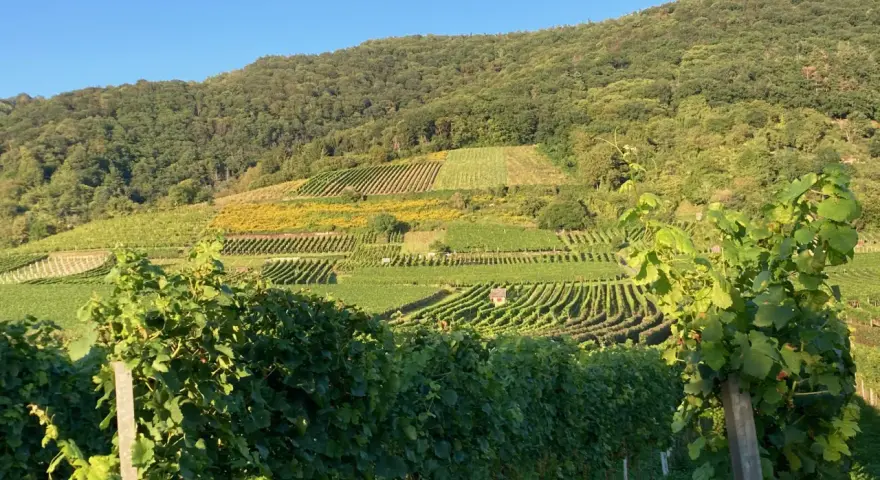 Sonnenbeschienene Weinberge in Pouilly-Fuissé, mit grünen Reben im Vordergrund und terrassierten Hängen, die sich den bewaldeten Hügel hinaufziehen.
