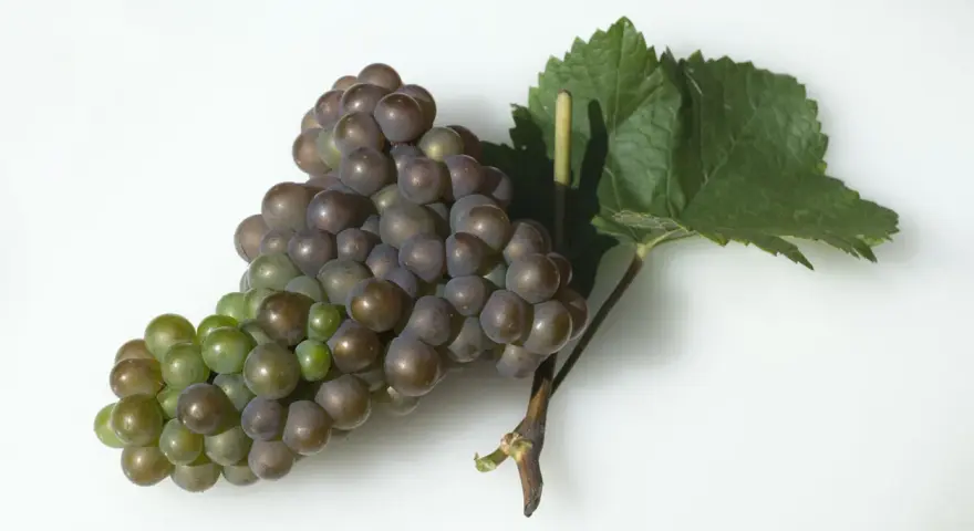 Ein Traubenbüschel der Rebsorte Franz, teils grün, teils violett, mit einem Blatt.