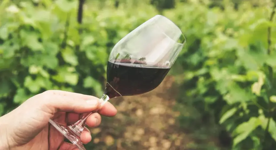 Ein Glas Rotwein in der Hand vor einer grünen Weinrebenlandschaft. Der Wein könnte von der Chablis Rebsorte stammen, die für ihre Frische bekannt ist.