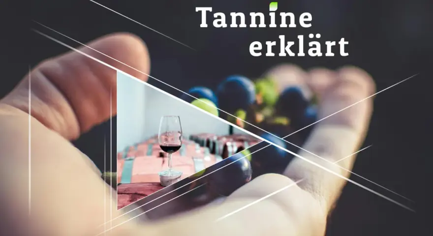 Hand hält Trauben, daneben ein Glas Rotwein. Tannine erklären den vollen rotwein geschmack.