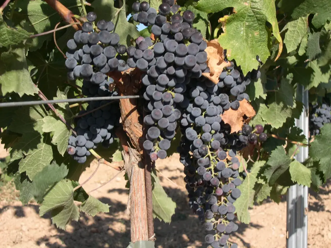 Reife, dunkle Merlot-Trauben h&auml;ngen &uuml;ppig an einem sonnenbeschienenen Rebstock, umgeben von gr&uuml;nen Bl&auml;ttern.