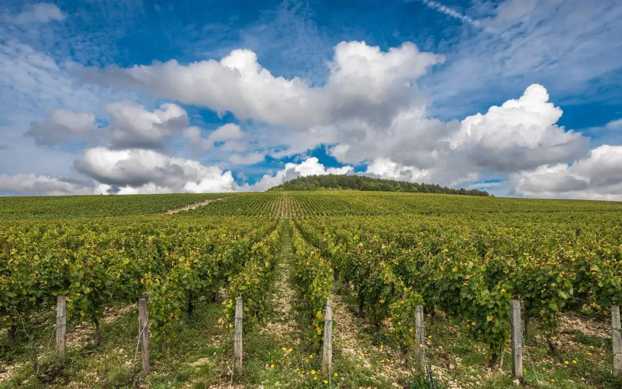 Weite Weinberge mit der Chablis Rebsorte unter einem dramatischen Himmel.