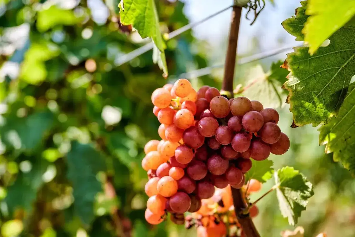 Trauben am Rebstock: Ein Unterschied zwischen Rose und Rotling ist die Farbe der Beeren, von hellrosa bis tiefrot.